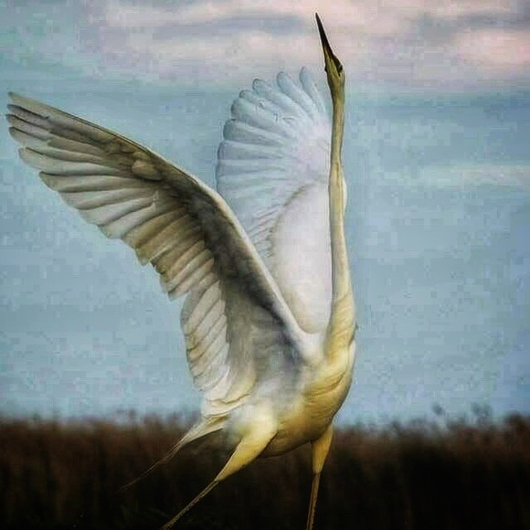 Meet your Posher, Debbie - Picture 5 of 6